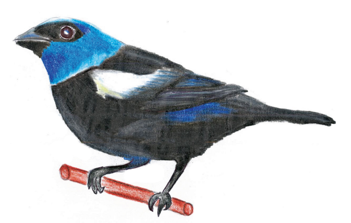 Tangara cabeciazul